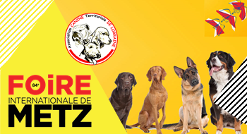 #Conférences L’ASSOCIATION CANINE TERRITORIALE DE LORRAINE : Présentation des races canines. #Conférences L’ASSOCIATION CANINE TERRITORIALE DE LORRAINE : Présentation des races canines.